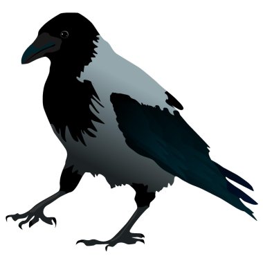 Vector illustration of raven with a raised paw clipart