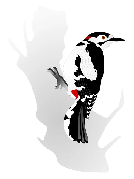 向量啄木鸟 — 图库矢量图片