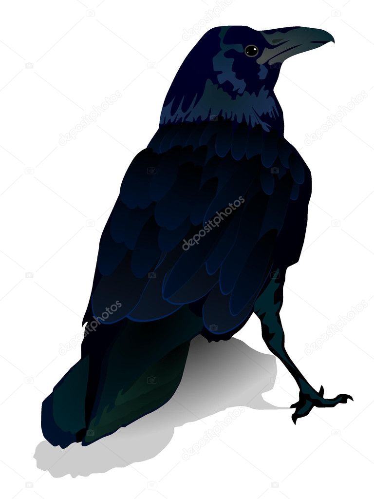 Vector image of a crow