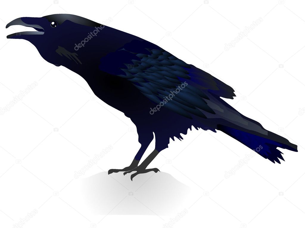 Vector illustration of a crow