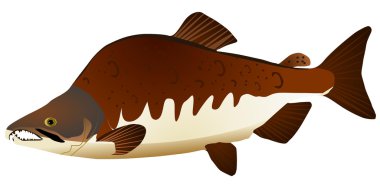 Vector image of pink salmon clipart