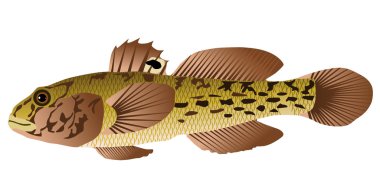 Vectors goby fish clipart