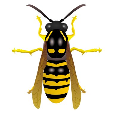 Vectors wasp clipart