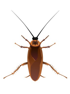 Vectors cockroach clipart