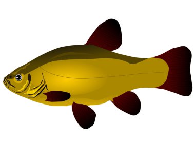 Vectors tench clipart