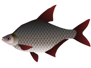 Vectors bream clipart