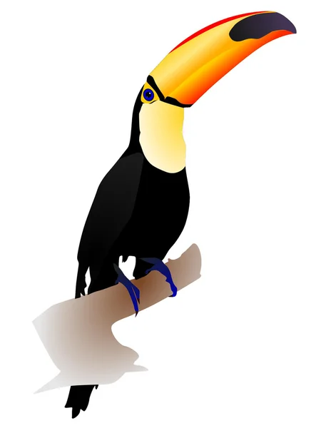 Illustrazione vettoriale toucan seduto su uno sfondo bianco — Vettoriale Stock