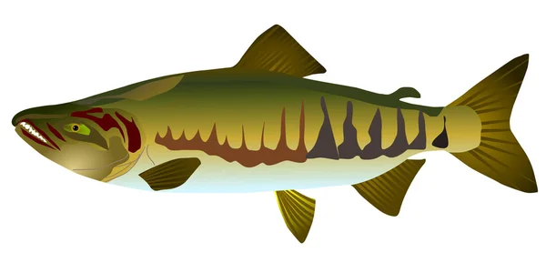 Векторный лосось — стоковый вектор
