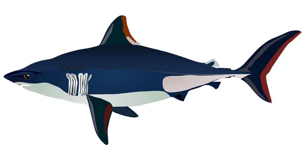 Vectors shark — Stock Vector