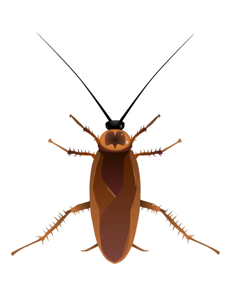 Vectores cucaracha — Vector de stock