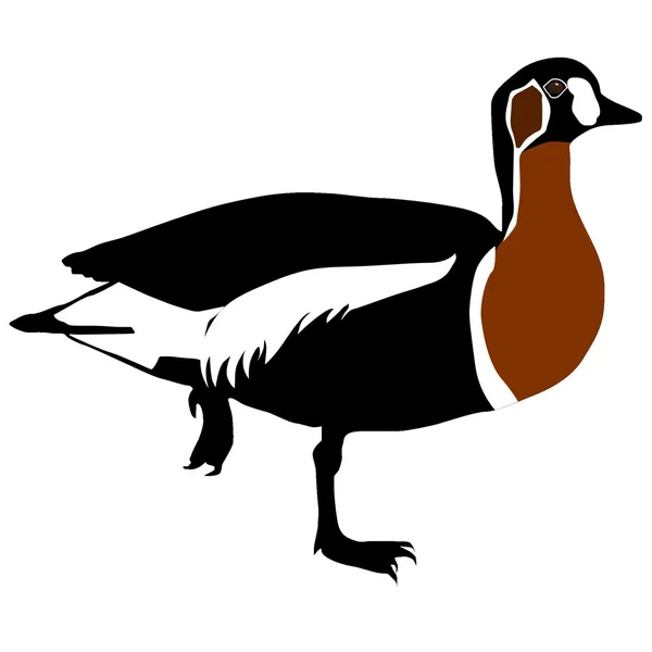 Oie à poitrine rouge — Image vectorielle