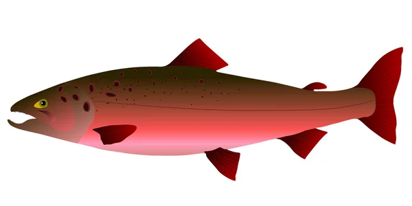 Vecteurs saumon — Image vectorielle