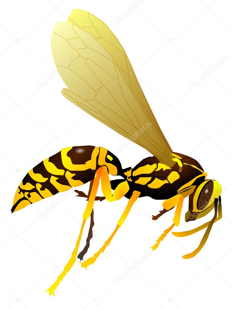 Vector drawing of wasp