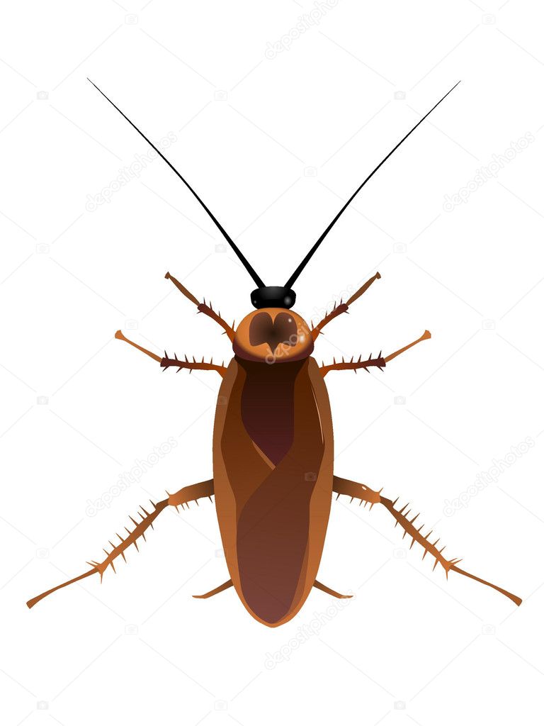 Vectors cockroach