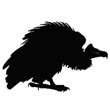 Vector illustration of black vulture on a white background clipart