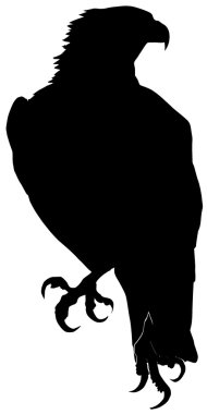 Vector illustration of gyrfalcon on a white background clipart