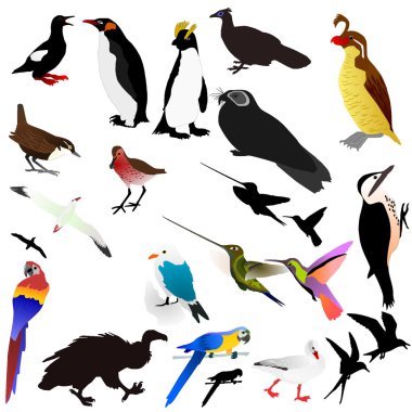 Vector collection of birds clipart