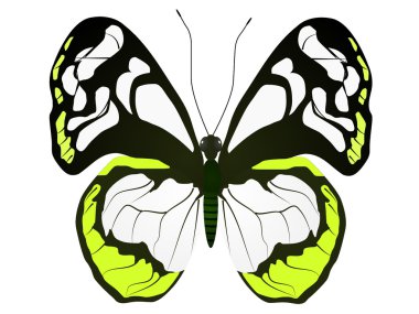 Large white butterfly clipart