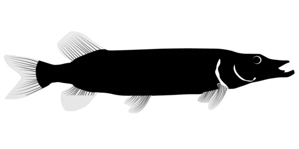 Vector Pike peixe sobre um fundo branco —  Vetores de Stock