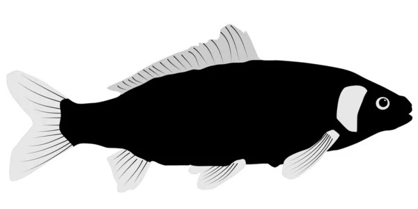 Vector illustration of Carp on a white background — Stock Vector