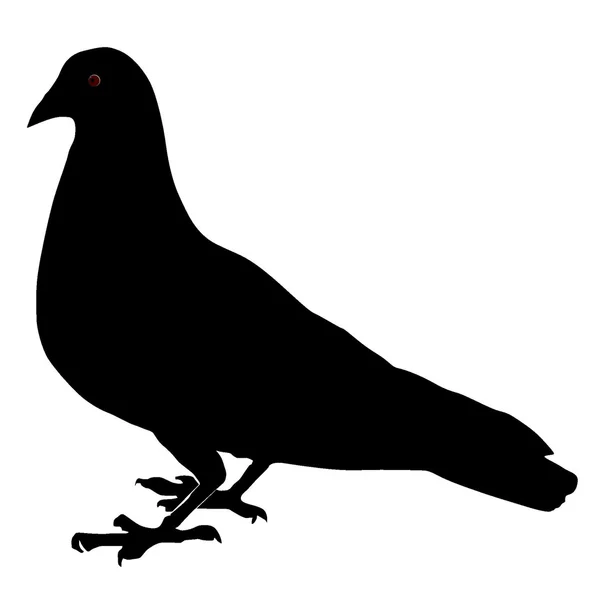 Illustrazione vettoriale di piccione su sfondo bianco — Vettoriale Stock
