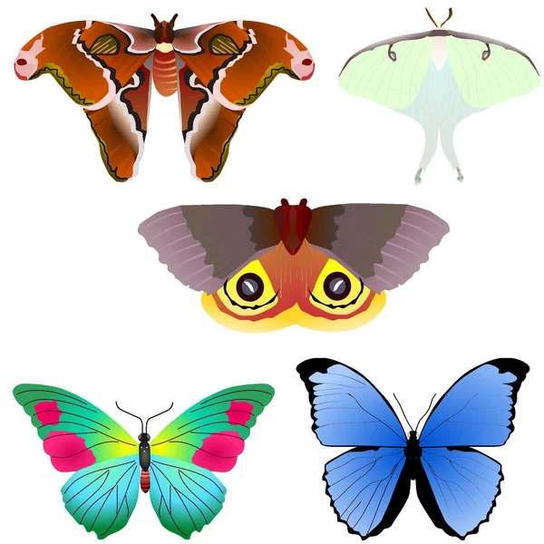 Vector Colección de mariposas — Archivo Imágenes Vectoriales