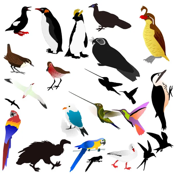 Векторное собрание птиц — стоковый вектор