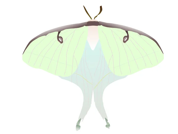 Kelebek çizimi Satürniidae — Stok Vektör
