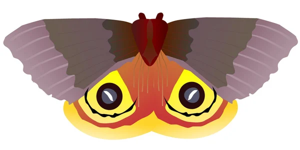 Kelebek Satürniidae — Stok Vektör