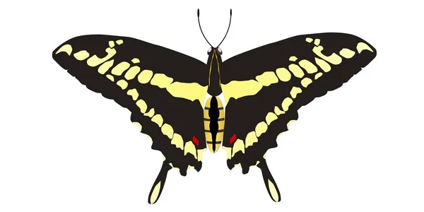 Rysunek wektorowy machaonu Papilio — Wektor stockowy