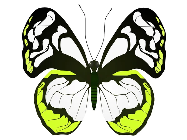큰 흰 나비 — 스톡 벡터