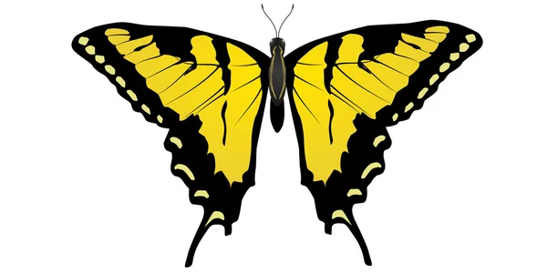 Vektorová kresba Machaonova motýla — Stockový vektor
