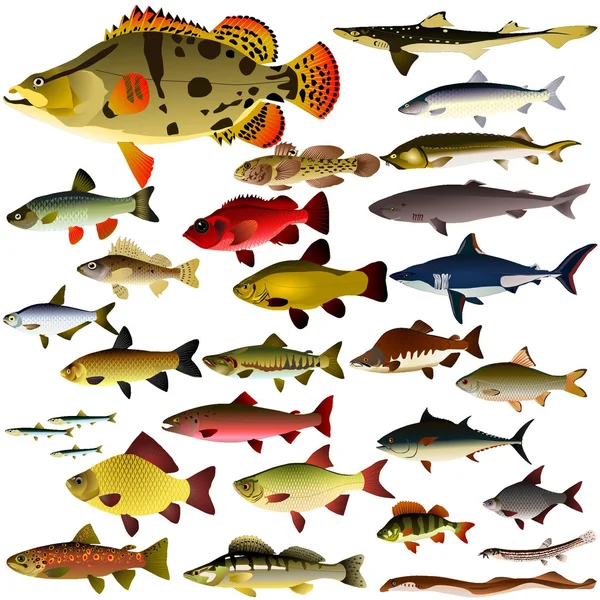 矢量集合的鱼 — 图库矢量图片