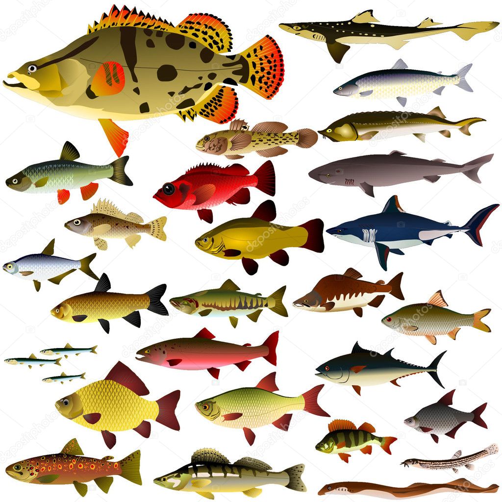 Vector collection of fish