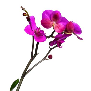 Pink orchid isolated on white clipart