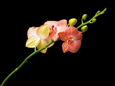 Orchid flower on a black background clipart