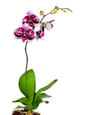 Orchid isolated on white clipart