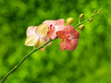 Orchid on a natural background clipart