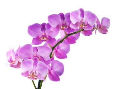 Orchid on white clipart