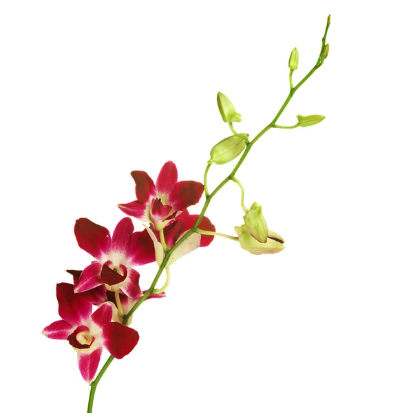 Orchidee auf weiß — Stockfoto