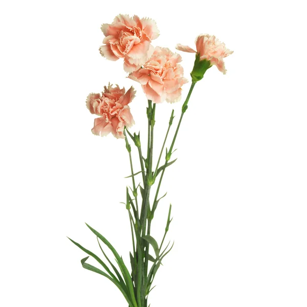 白で隔離されるカーネーションの花の花束 — ストック写真