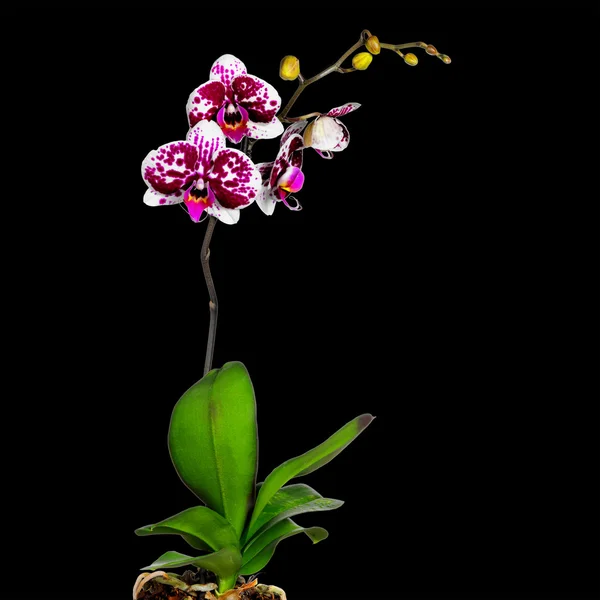 Orchidea rosa isolata su nero — Foto Stock