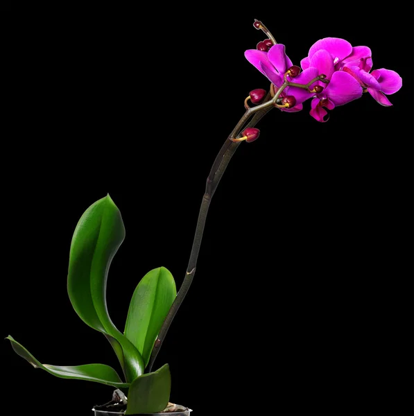 Flor de orquídea em um fundo preto — Fotografia de Stock