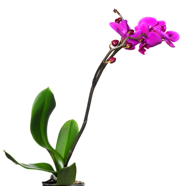 Orquídea rosa aislada en blanco —  Fotos de Stock
