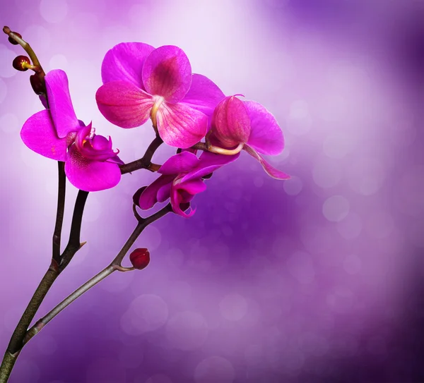 Fiore di orchidea con sfondo naturale — Foto Stock