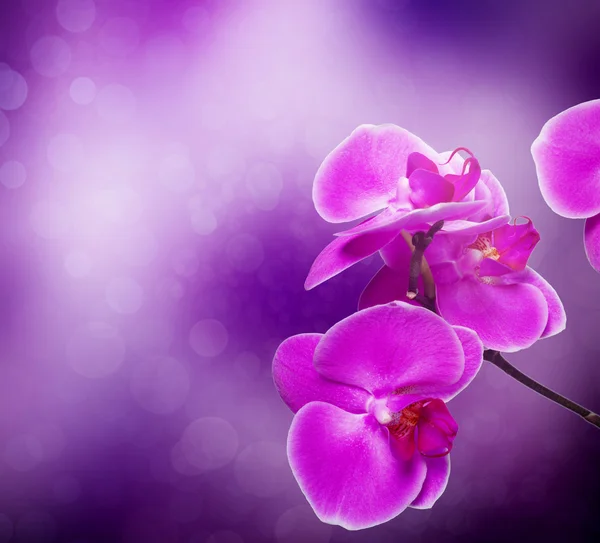 Orchidej květina s přírodním pozadím — Stock fotografie