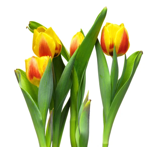 Барвисті свіжі весняні тюльпани квіти ізольовані на білому фоні — стокове фото