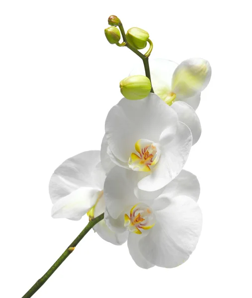 Орхидея изолирована на белом — стоковое фото