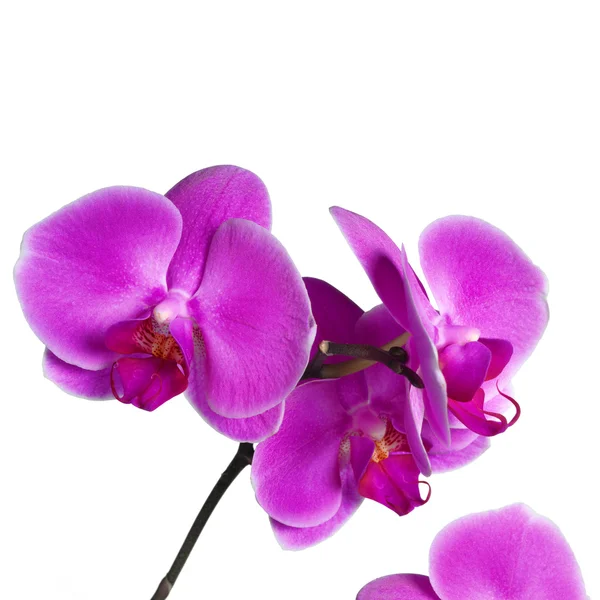 Orchidea izolált fehér — Stock Fotó