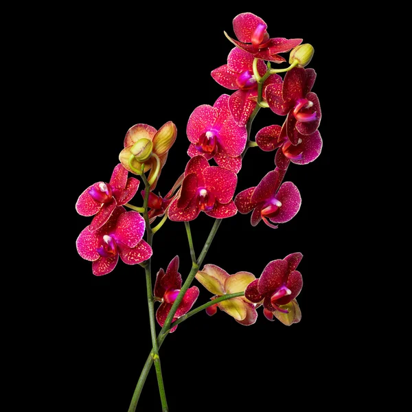 Flor de orquídea em um fundo preto — Fotografia de Stock